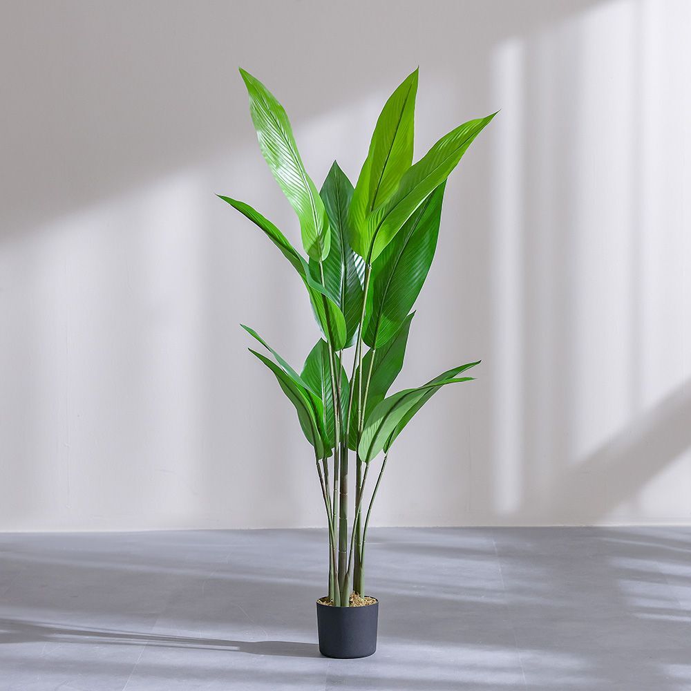 Paradise Bird Green Plant