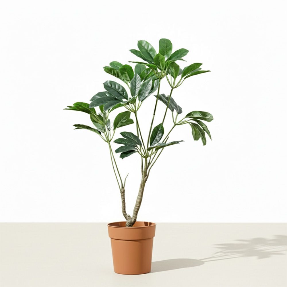 Pot Plant Schefflera