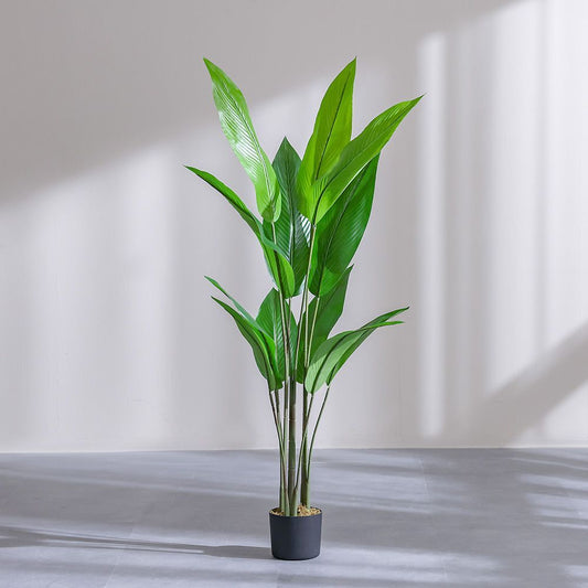 Paradise Bird Green Plant